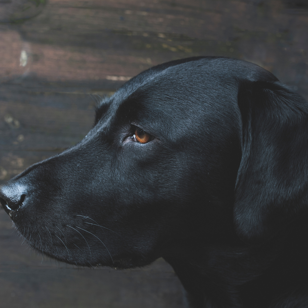Black Dog Awareness For Black Friday