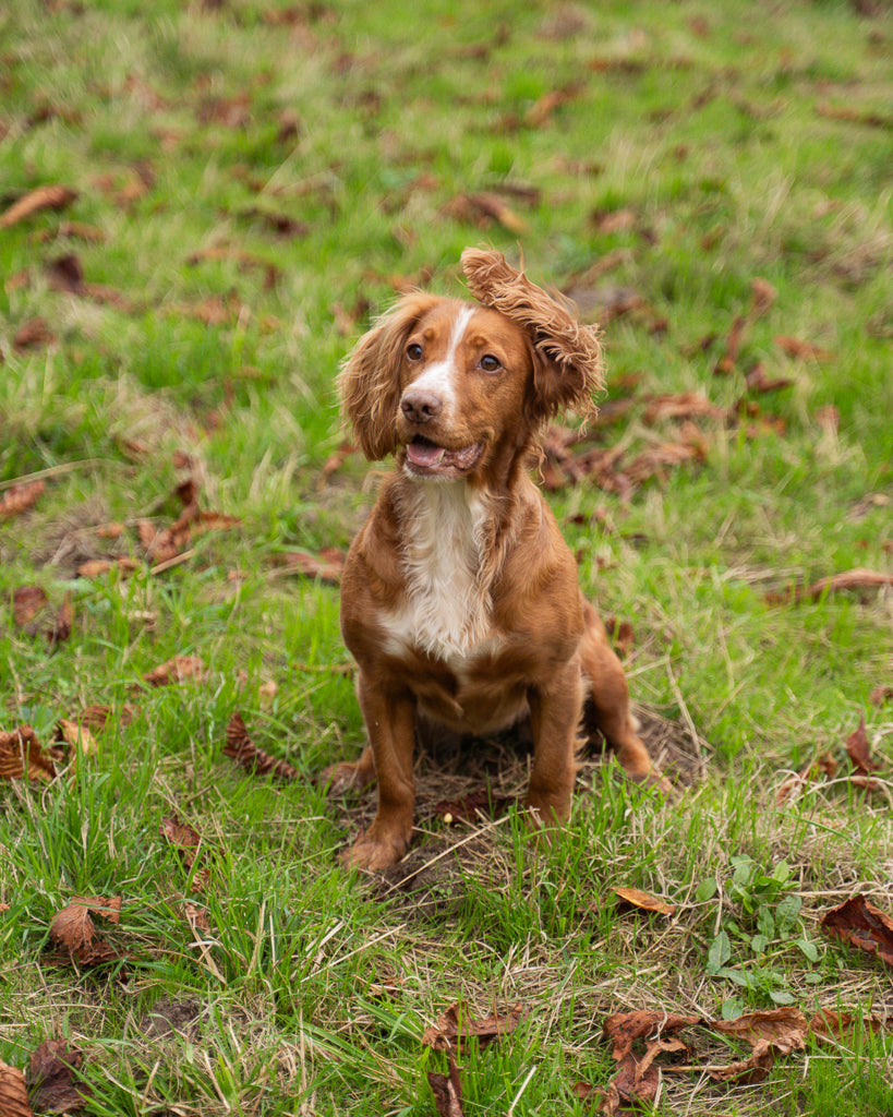 The Ultimate Guide to Countryside Adventures with Your Dog This Winter