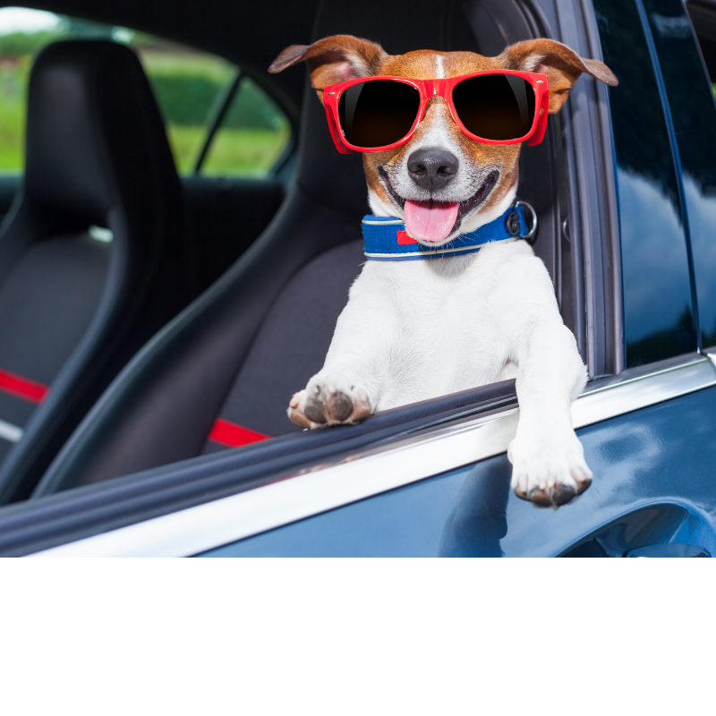 Car safety for your dog!!